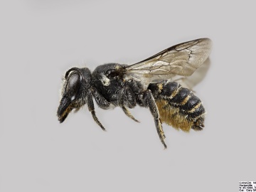 [Megachile campanulae female thumbnail]